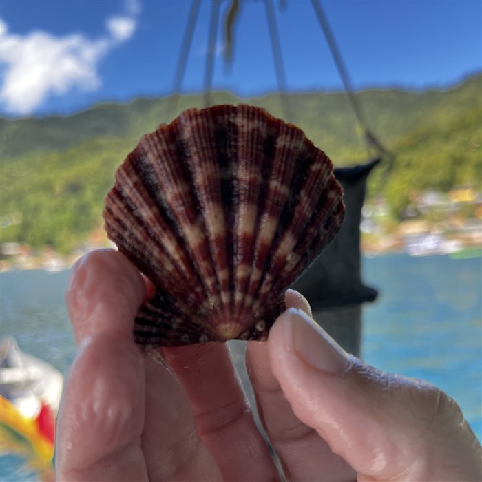 Vieira nativa da Baía da Ilha Grande